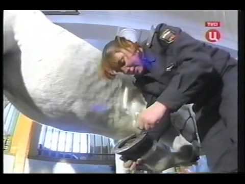 Russian Mounted Police