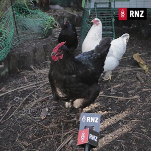 The chickens played as the bird of the day on Morning Report. | Morning Report