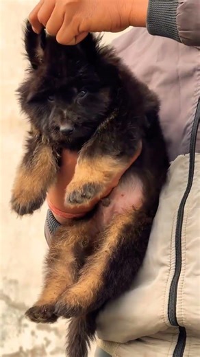 WhatsApp 8810623046 📞 Pure breed German Shepherd available for booking 🐕 Trained vaccinated#gsdviral