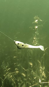 Big swimmers in the grass 😮‍💨🔥 Featured Products: Berkley Fishing Hollow Belly Swimbait | Wired2Fish