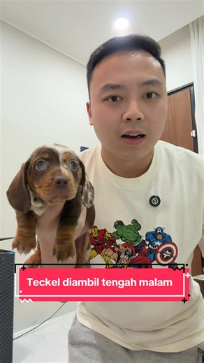 Teckel Dog: Mengapa Followers Koko Guguk Suka Tengah Malam?