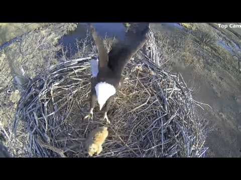 Excel/Fort St Vrain~Prairie Dog Escapes Being Eaten Alive! Ma Rushes in like lightening! _2.11.26