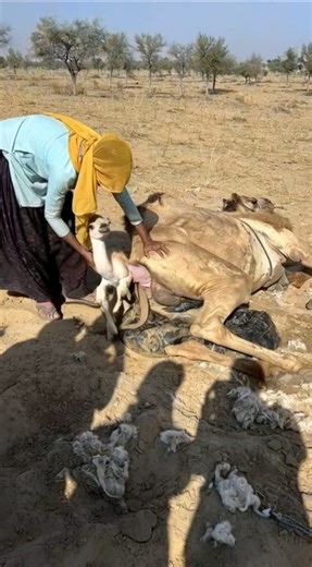 قام المالك بفصل الجمل الصغير بعد ولادته