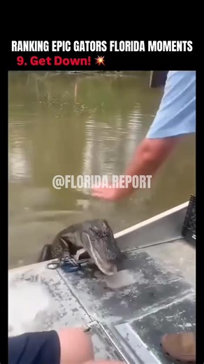 Unforgettable Gator Moments Caught in Florida