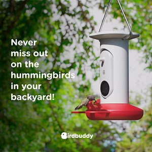 500 reactions · 79 shares | Meet the innovation responsible for a record-setting run on Kickstarter! This smart hummingbird feeder has got both nature lovers and the tech world humming. Here's why:  Captures gorgeous close-up photos & videos in 4K  Identifies all common species of hummingbirds in North America  Educates you on hummingbirds with fun facts & stats Organize your amazing candid shots into a stunning collection to share with your friends & family! | Birdbuddy | Facebook