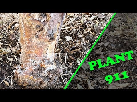 Plant 911: Lemon Tree is DYING!!!