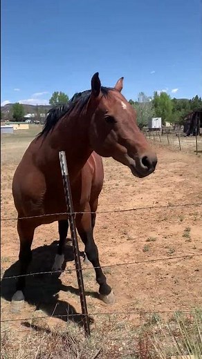 Frankie’s gay. Horse confirmed it
