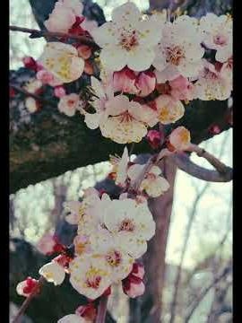 Beautiful Spring Flowers 🌸 Relaxing Nature Video🐝