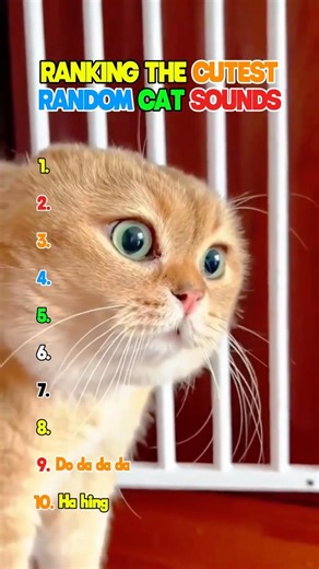 RANKING THE CUTEST RANDOM CAT SOUNDS #catsounds #cutecat #animalshorts