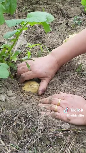 Potato Cake Recipe: Wife Makes Cake from Potatoes