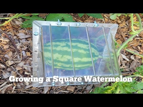 How to Grow a Square Shaped Watermelon? 🍉 🍉 🍉