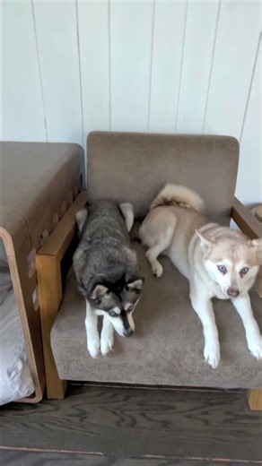 Can You Tell Which Of My Klee Kai Male Or Female
