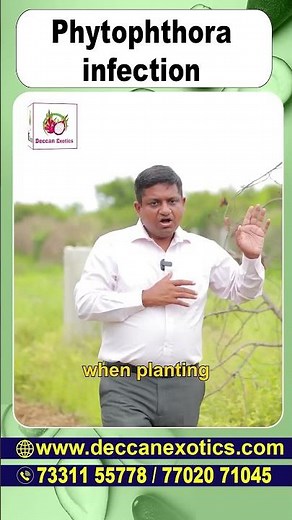 Stop Phytophthora Damage in Plants with These Proven Solutions | Deccan Exotics #ytshorts #ytshots