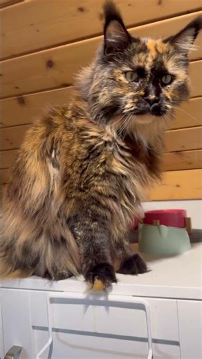 Maine Coon Cats Meowing is so cute! asking for food #mainecoon #catsmeowing
