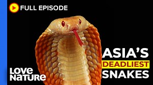 9.7K views · 274 reactions | #Snakes are one of the most feared creatures on the planet and Asia is a hotspot for bites! But which is the deadliest? And should we be truly afraid?  [Asia's Deadliest Snakes Full Documentary] Watch more on ROKU: https://bit.ly/31PKeip | Love Nature | Facebook