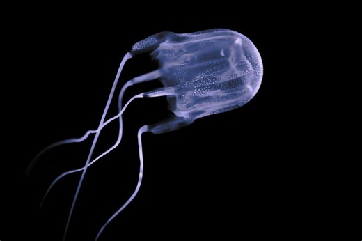 Massive swarm of new box jellyfish species spotted off Australia coast