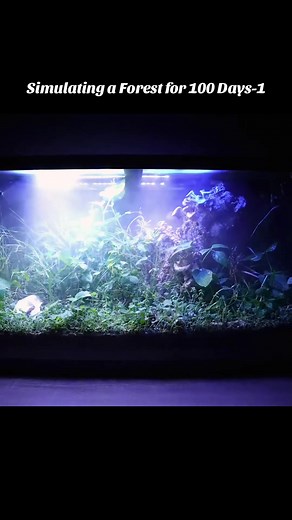 Simulating a Forest for 100 Days: Life and Survival