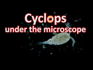 Cyclops and Daphnia under the MICROSCOPE // invisible world