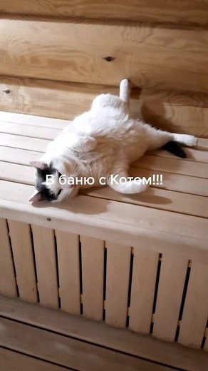 В баню с котом!!!