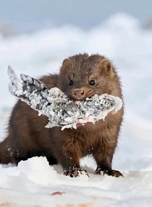American mink (Neovison vison) and its winter prey. American minks are active year-round and do not fully hibernate. During winter, they often choose rivers and lakes that are not completely frozen to hunt fish near the water’s edge or beneath thin layers of ice. They may also hunt rodents and other small animals living in burrows along riverbanks. | Feedy TV