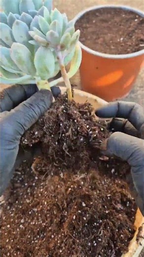Separating the soil and pruning the roots of succulents.