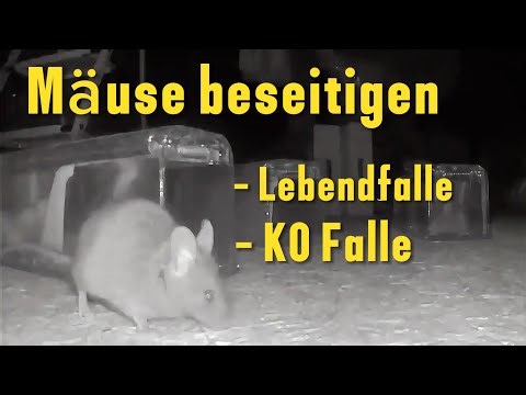 Mäuse fangen / beseitigen /Lebendfalle / normale Falle / Anleitung