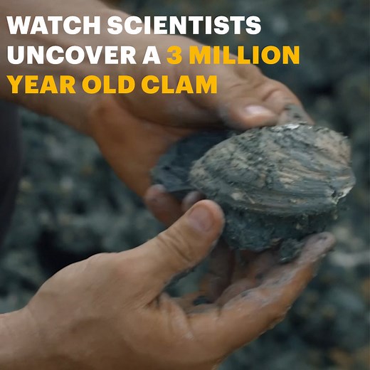 168K views · 2.6K reactions | These clam fossils give us a glimpse of what the Earth looked like 3 million years ago: | NOVA l PBS | Facebook