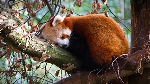 Conservation of Red Panda