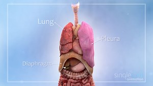 474K views · 8.6K shares | The Respiratory System (Credit: Single...
