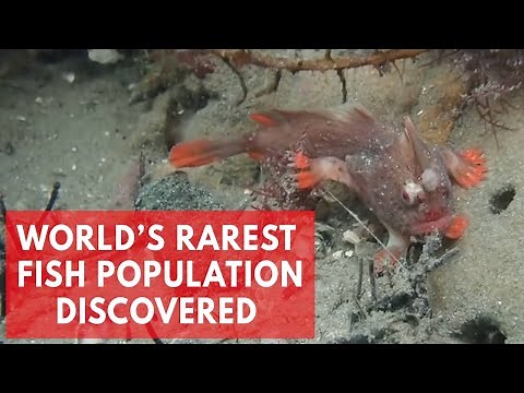 Red Handfish: Divers discover new population of world's rarest fish
