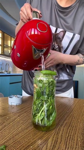 Kya aapne kabhi itna bara cat dekha hai? 😱 Salad recipe ke saath dekhiye!#cooking #trending