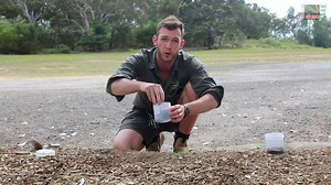 Funnel web expert explains what to do if you find one of the spiders