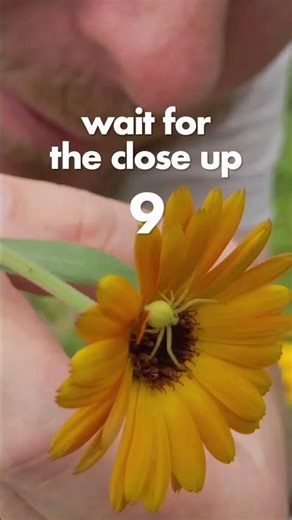 Crab Spider Macro Photography