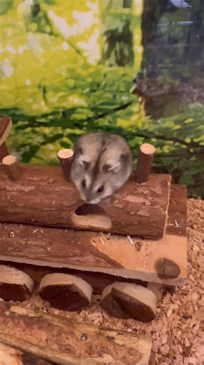 Det går opp og det går ned😅🐹 -og med denne morgengymnastikken erklærer vi dagen for åpnet 😅 Velkommen til Buddy Rykkinn 💜🐹 #handlelokalt | Buddy Rykkinn