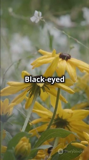 15 Must Have Perennials for a Stunning Garden! 🌿💚