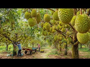 How Farmers Harvest Durians | Amazing Durian Harvesting and Processing