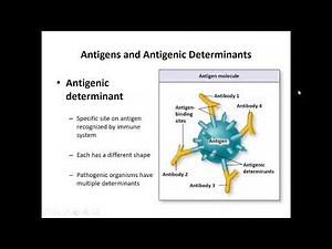 Immune system video #4 Adaptive Immunity Overview