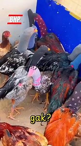 Cara Ternak Ayam Jago Biar Aman ✅ #faktaunik | Harahap Kicau