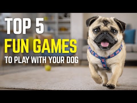 The BEST Way to Play with Your Dog | 5 Fun Games to Keep Them Happy & Healthy!