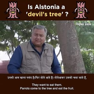 Is Alstonia a 'Devil's tree'? | Give Me Trees Trust