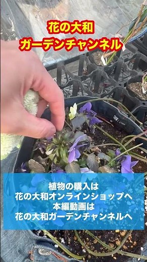 【ジーパン企画】寒さに負けず成長しています‼︎【カーメン君】【宿根草】【球根】