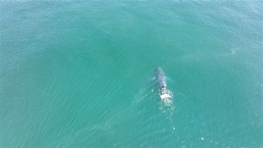 Whale with no tail swimming off the coast of Washington state