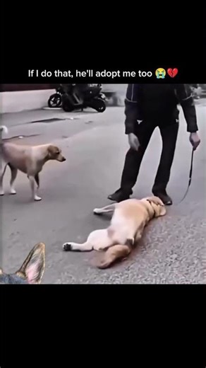 If I do that, he'll adopt me too 😭💔