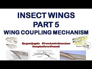 Insect Wings | Part 5 | Wing coupling mechanism #jugum/jugate #frenulum #amplexiform #hamuli