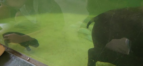 Huckleberry the pygmy hippo swimming as a baby