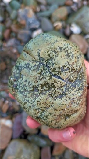 #variolite #rockhound #rockcollecting #basalt #geologyrocks