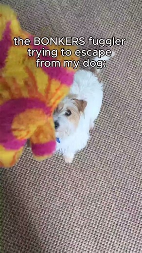 CATCH ME IF YOU CAN 👀 BONKERS Fuggler out now⁠