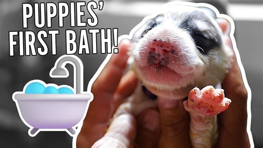 58K views · 781 reactions | Watch these adorable Great Pyrenees puppies have their first bath! We also made them a den! These fluffy little pups are sure to melt your heart. | The Murrays | Facebook