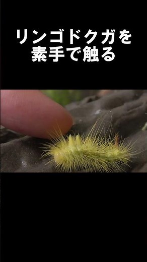 リンゴドクガを素手で触る【昆虫図鑑】【理科】【昆虫観察】 #shorts