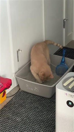 Cat Using & Burying Poop in the Litter Box #cat #litterbox #catlitter #catlitterbox #catpoop #cats